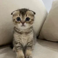 گربه بریتیش اسکاتیش|گربه|تهران, منیریه|دیوار