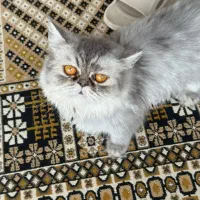 گربه پرشین ماده