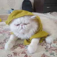 گربه پرشین فلت