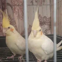 عروس هلندی لوتینو