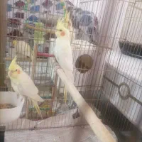 سرلاکی لوتینو و عروس مولد 1.700|پرنده|قیدار, |دیوار