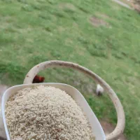 برنج درشت ،سرلاشه نیم دانه هاشمی سورتینگ شده|خوردنی و آشامیدنی|رشت, شهرک شهید رجایی|دیوار