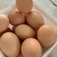 تخم مرغ|حیوانات مزرعه|بوژگان, |دیوار