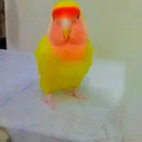 طوطی کوتوله