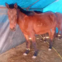 مادیون وکره نر ۱۱ماهه