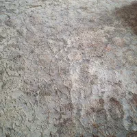 فرش ۱۲ متری ۱۲۰۰ شانه کاشان بسیار تمیز قیمت مناسب