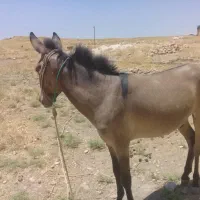 یک عدد قاطر درجه یک