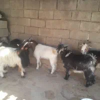 ۵عدد بیگ چاق برا کشت|حیوانات مزرعه|لالی, |دیوار