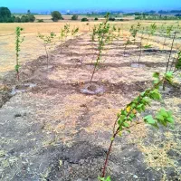 فروش استثنایی باغ سند دار در نمین معاوضه با خودرو|فروش زمین و ملک کلنگی|نمین, |دیوار