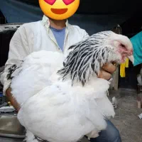 تخم مرغ برهما(مجموعه امپراطور)