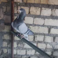 فروش کبوتر دمگیر