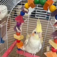 پرنده عروس هلندی|پرنده|تهران, تهرانپارس شرقی|دیوار