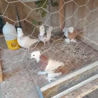 فروش دوعدد کبوتر طوقی قرمز و زرد پاپری