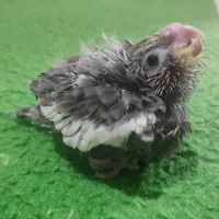 جوجه عروس هلندی سرلاکی