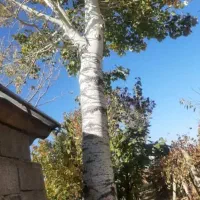 خرید انواع چوب در محل|خدمات باغبانی و درختکاری|ارومیه, |دیوار