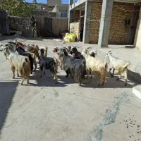 بز و بزغاله داشتی