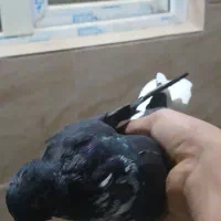 کبوتر قاره دم سفید