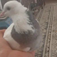 کفتر طوقی سبز