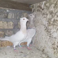 کبوتر|پرنده|مشهد, صیدآباد|دیوار