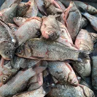 پخش عمده ماهی رودخانه|ماهی|دزفول, |دیوار