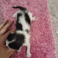 واگذاری رایگان بچه گربه