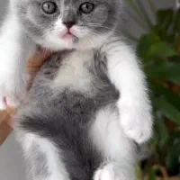 گربه خاص بریتیش و اسکاتیش