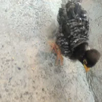 جوجه گلین فول کیفیت