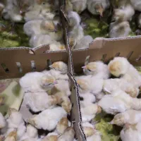 جوجه بوقلمون بیوتی 6 اصل