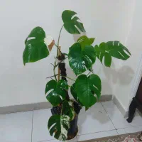 برگ انجیری|گل و گیاه طبیعی|تهران, شهید رجایی|دیوار
