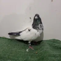 کبوتر|پرنده|رزن, |دیوار