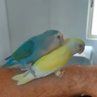 طوطی برزیلی