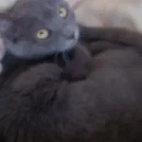 واگذاری گربه ۴ ماهه|گربه|شیراز, گود عربان|دیوار