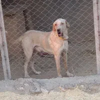 پژدر|سگ|دیواندره, |دیوار