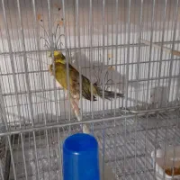 قناری رسمی و رد فکتور