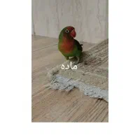 کوتوله برزیلی ماده فیشر