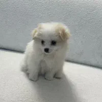 توله پامر ماده  س ماهه