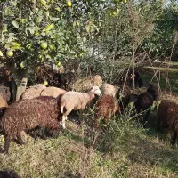 فروش بره افشار