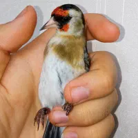 سهره چونه سفید خطی|پرنده|تهران, والفجر (افسریه)|دیوار