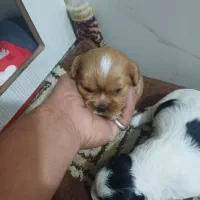 سگ شیتزو سوپر فلت|سگ|چهاردانگه (تهران), |دیوار