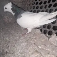 کفتر طوق