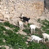 بز سانن|حیوانات مزرعه|بهبهان, |دیوار