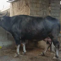 گاومیش شیری درجه یک|حیوانات مزرعه|سوسنگرد, |دیوار