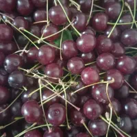 آلبالو محلی درشت