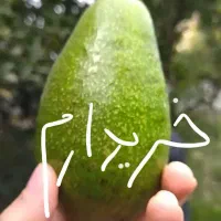میوه آووکادو آواکادو آوکادو