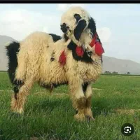 بره