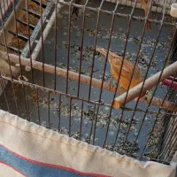 قناری ماده و نر|پرنده|صدرا-فارس, فاز ۱|دیوار