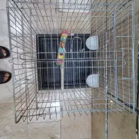 قفس پرنده استیل|لوازم جانبی حیوانات|تهران, امام زاده عبدالله|دیوار
