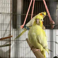 جوجه عروس هلندی