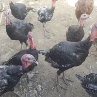 امپراطور و بوقلمون برنز سینه پهن