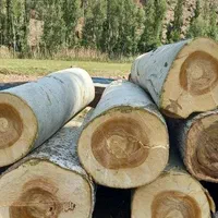 خریدار چوب درخت،تیر سقفی،پالت،ریشه،فروش زغال کبابی